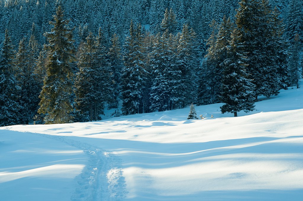 Long Shadows