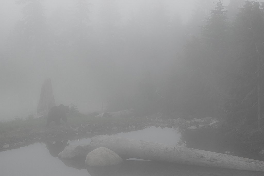 Bear in the fog near Vancouver