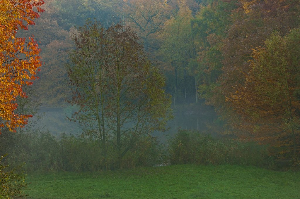 German Fall Woods