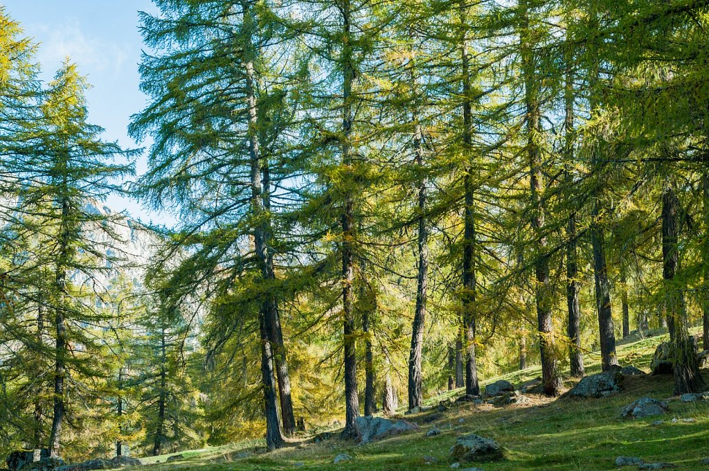 Trees