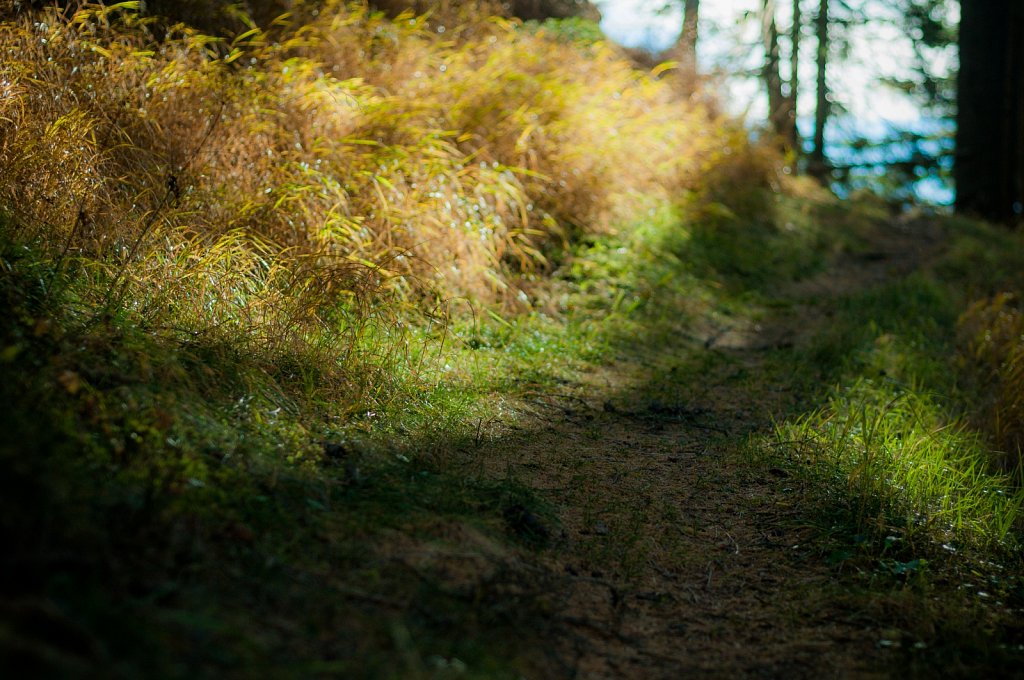 Path VII