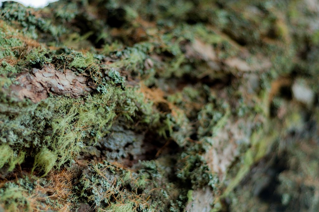 Detail III