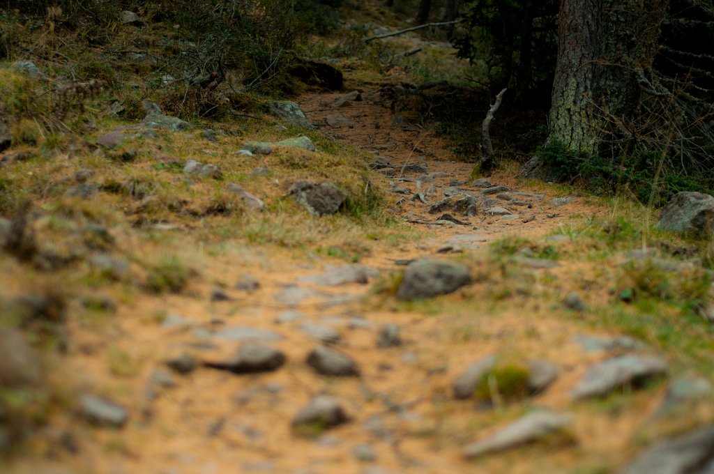 Path XI